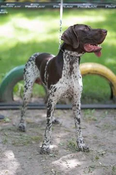 German Shorthair Pointer Stock Photos