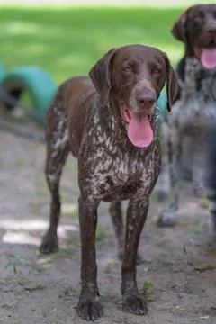 German Shorthair Pointer 写真素材