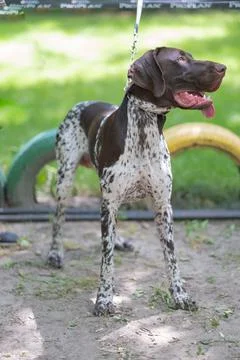 German Shorthair Pointer Stock Photos