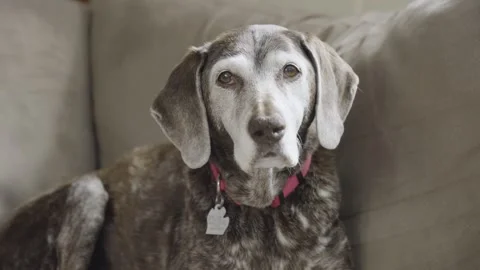 A German shorthair pointer stares down the camera. Stock Footage 328568612