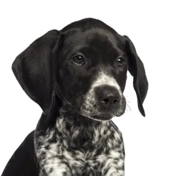 German Shorthaired Pointer, 10 weeks old, close up against white background Stock Photos