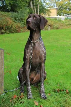 German Shorthaired Pointer, 3 year old male Stock Photos