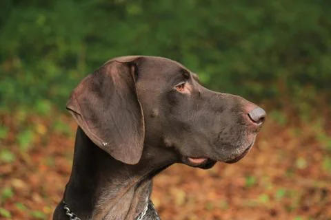 German Shorthaired Pointer, 3 year old male Foto stock