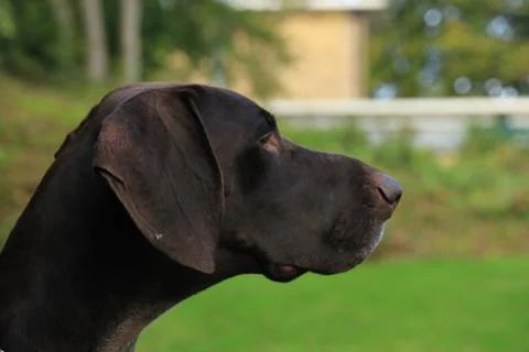 German Shorthaired Pointer, 3 year old male Stock Photos