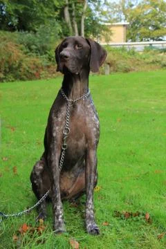 German Shorthaired Pointer, 3 year old male Stock-Fotos