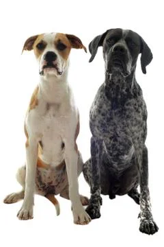 German shorthaired pointer and american bulldog Stock Photos