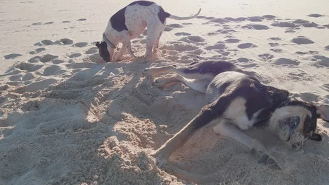 German shorthaired pointer and a german shepherd play fight in desert, Stock Footage 118799578