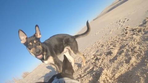 German shorthaired pointer and a german shepherd play fight in desert, Stock Footage 118799584
