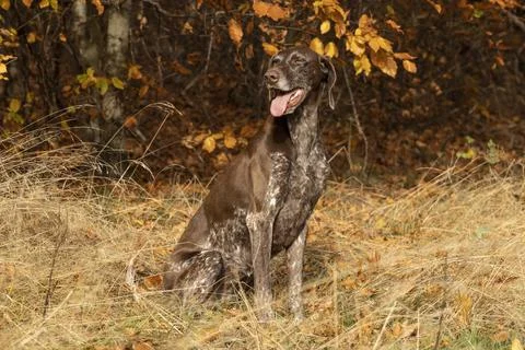 German shorthaired pointer in the autumn forest Stock Photos