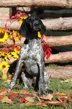 German Shorthaired Pointer in autumn Stock Photos