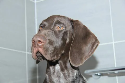 German shorthaired pointer in a bathtub Stock Photos