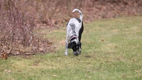German shorthaired pointer black and white dog with a collar walking in an Stock Footage 234524020