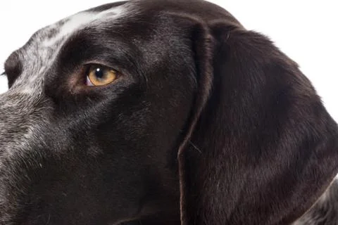 German shorthaired pointer details Stock Photos