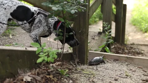 German shorthaired pointer dog barking at a small turtle in nature. Stock Footage 203888503