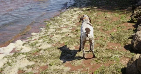 German Shorthaired Pointer Dog on beach - Slow motion Stock Footage 79661243