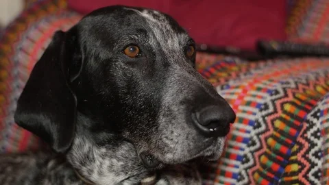German Shorthaired Pointer Dog Breed 4k Stock Footage 74477787