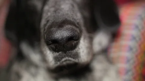 German Shorthaired Pointer Dog Breed slow motion Stock Footage 74477859
