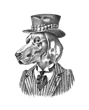 German Shorthaired Pointer. Dog dressed up in suit and bowler hat. Hunting breed Stock Illustration