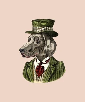 German Shorthaired Pointer. Dog dressed up in suit and bowler hat. Hunting breed Stock Illustration