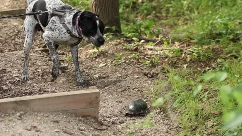 German shorthaired pointer dog going crazy while being angry at turtle Stock Footage 203888497