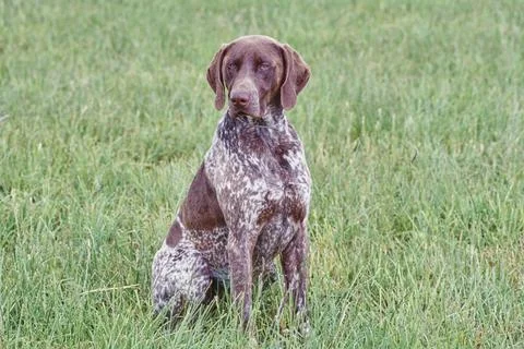 A German shorthaired pointer dog in grass Stock Photos