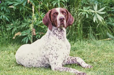 A German shorthaired pointer dog in grass Stock Photos