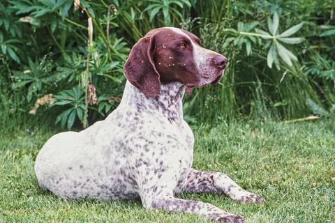 A German shorthaired pointer dog in grass Stock Photos