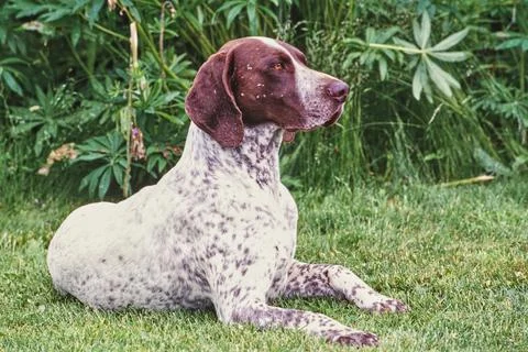 A German shorthaired pointer dog in grass Stock Photos