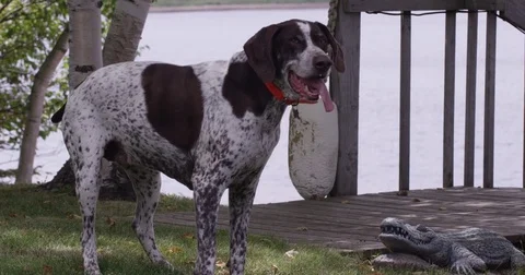German shorthaired pointer dog gsp with tongue out next to ocean Stock Footage 81689750