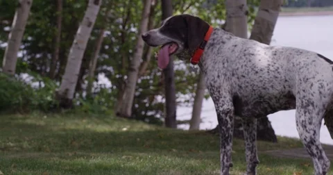 German shorthaired pointer dog gsp panting next to forest Stock Footage 81725419