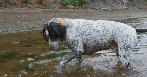 German shorthaired pointer dog inspecting beach water close up Stock Footage 86586258