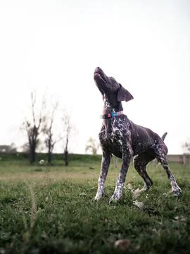 German Shorthaired Pointer dog jumping for a stick	 Stock Photos