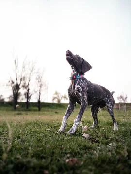 German Shorthaired Pointer dog jumping for a stick	 Stock Photos