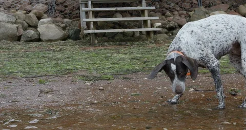 German shorthaired pointer dog looking curiously down rocky beach - close up Stock Footage 86587030