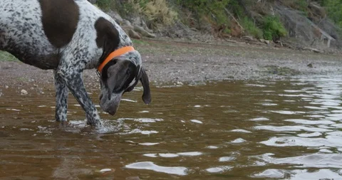 German shorthaired pointer dog paws at beach water - close up slow motion Stock Footage 86586755