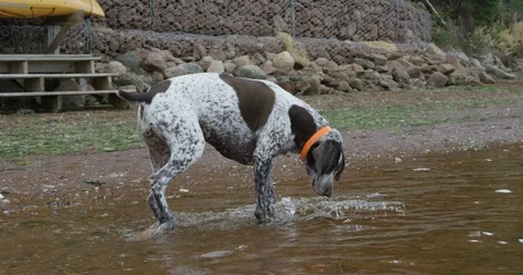 German shorthaired pointer dog paws at something under water on the beach - s Stock Footage 86587045