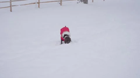 German Shorthaired Pointer Dog Playing in Snow on Cold Winter Day, Slow Stock Footage 264252529