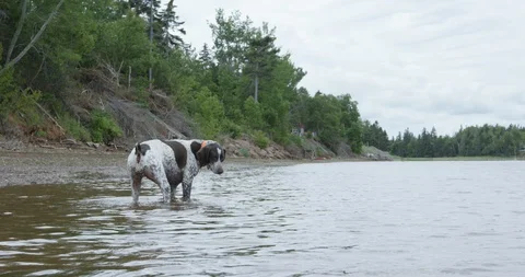 German shorthaired pointer dog plays in shallow water near forest - wide shot Stock Footage 86587323
