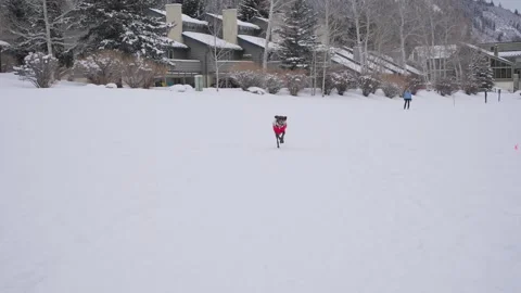 German Shorthaired Pointer Dog Running in Snow in Warm Winter Clothes in Stock Footage 266247683