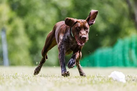German Shorthaired Pointer dog running lure course dog sport Stock Photos