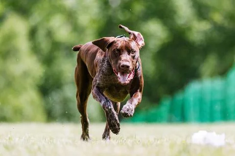 German Shorthaired Pointer dog running lure course dog sport Stock Photos