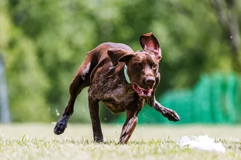 German Shorthaired Pointer dog running lure course dog sport Stock Photos