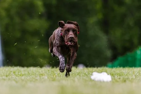 German Shorthaired Pointer dog running lure course dog sport Stock Photos