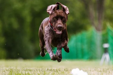 German Shorthaired Pointer dog running lure course dog sport Stock Photos