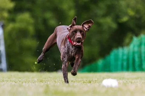 German Shorthaired Pointer dog running lure course dog sport Stock Photos
