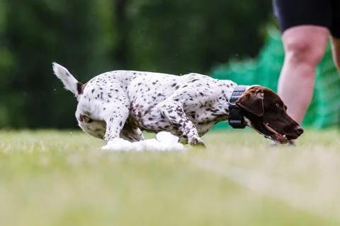 German Shorthaired Pointer dog running lure course dog sport Stock Photos
