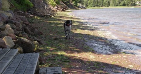 German Shorthaired Pointer Dog runs on beach - slow motion Stock Footage 79660550
