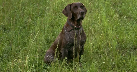 German Shorthaired Pointer dog sit in grass waiting. Stock Footage 279498676
