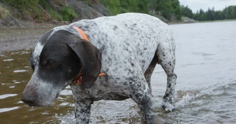 German shorthaired pointer dog spots fish in shallow water - whips head slow  Stock Footage 86587160