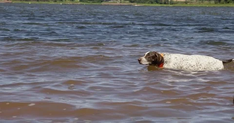 German Shorthaired Pointer Dog swimming in ocean - close up Stock Footage 79659123